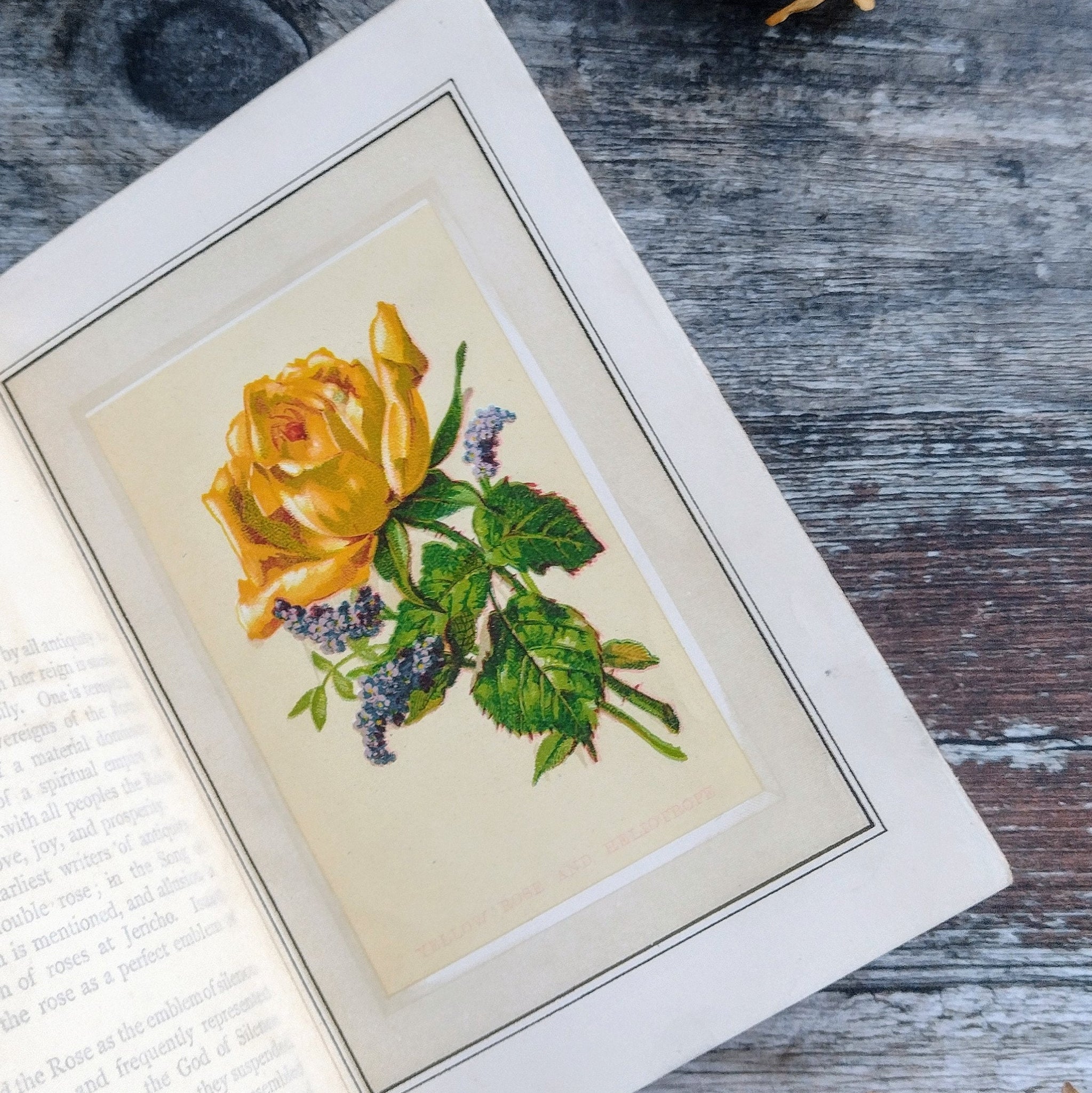 Language and poetry of Flowers, Antique Illustrated Book Owl and